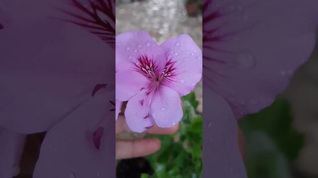 Душистая пеларгония Ладан | Weihrauch Aroma Pelargonium #душистаяп? смотреть онлайн