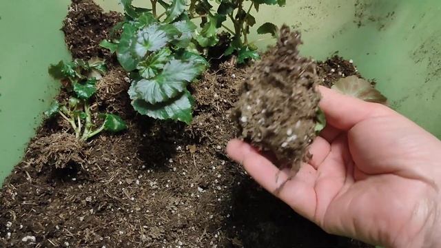 Белеконии укоренились, рассаживаю, черенкую, готовлю ? смотреть онлайн