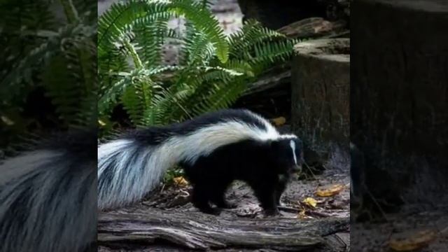 Каких животных можно держать в городской квартир смотреть онлайн