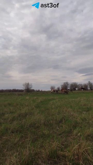 Астраханская область смотреть онлайн