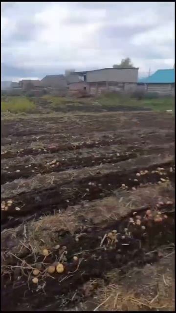 Копаем картошку 2023. #агро#картошка#башкирия смотреть онлайн