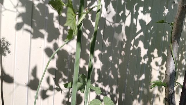 Лук Суворова (Allium suworowii) в нашем саду 2025 смотреть онлайн