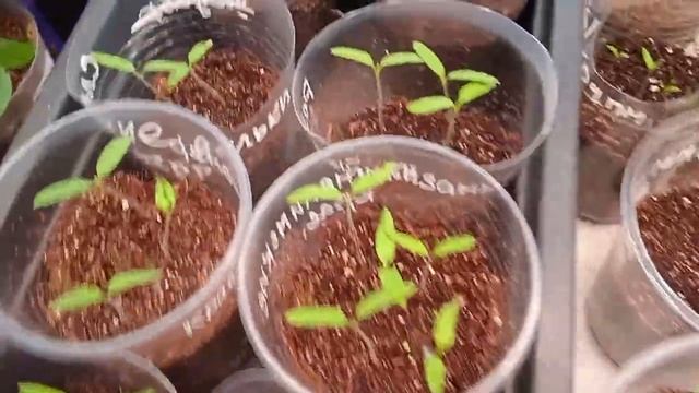 27 марта взошли томаты для теплиц. смотреть онлайн