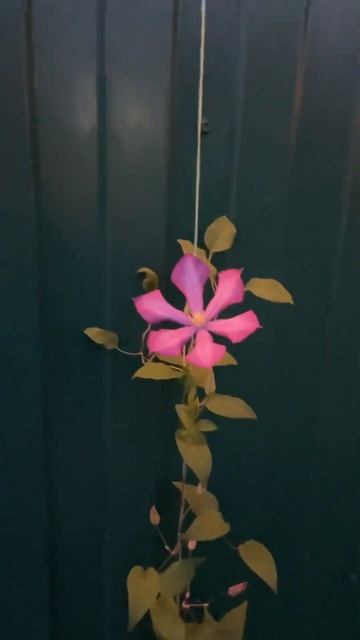 Вдруг зацвёл клематис!😀❤️🌸 #жизньвдеревне #деревен смотреть онлайн