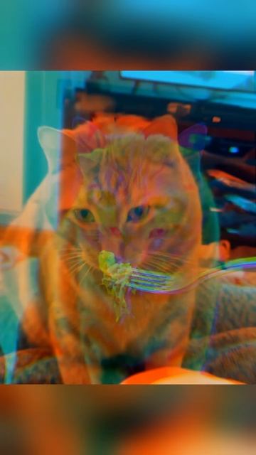 ROMANCEPLANET - FALL FROM THE SKY PT. 2 (ANIME x CATS AMV) #amv #animeedit #monogatari #cat #cats смотреть онлайн