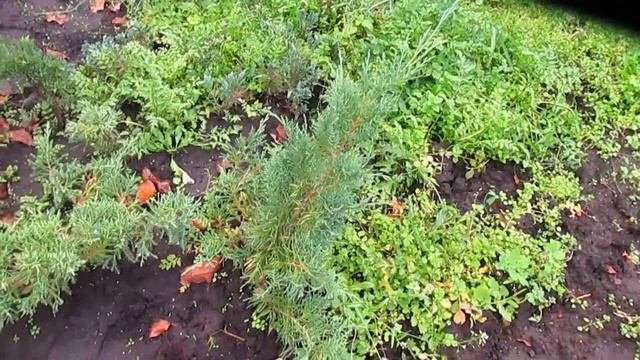 Завершение посадочного сезона для мелких растений. Ч? смотреть онлайн