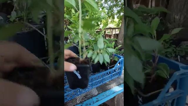 #Саженцы #актинидии (#киви). смотреть онлайн