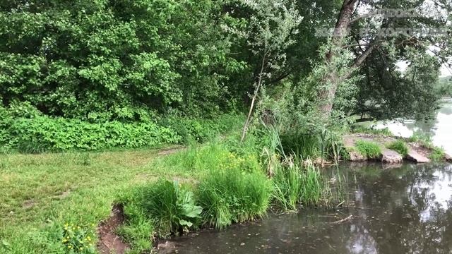 Красивые виды реки Клязьма: тропинка у воды, любимый маршрут для прогулки, уютное местечко смотреть онлайн