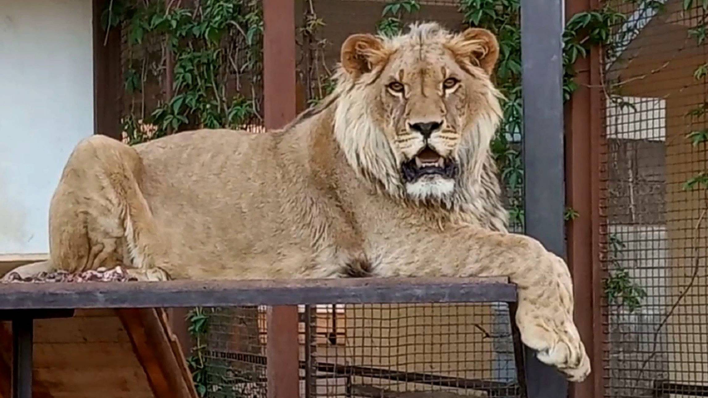 Лев ШЕРХАН взрослеет и уже поёт сочным басом. Из каких стран были гости у Шерхана и Порша? смотреть онлайн