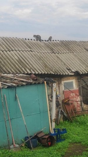 утро и синий трактор)