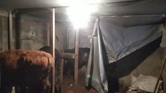 Сено и солома намокли, у быков оборвало потолок, в сара смотреть онлайн
