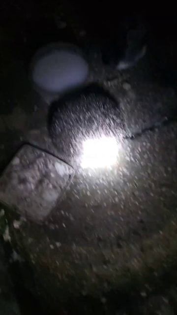 Ёж пришёл поесть к собаке. смотреть онлайн