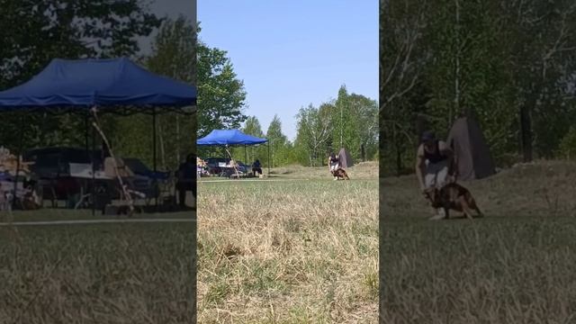 1 Отл. КЧК Shumihoff HEPPI +++ №38. КЧК АНГАРСК 25 мая`25 Ю.Скиба Моно немецких овчарок