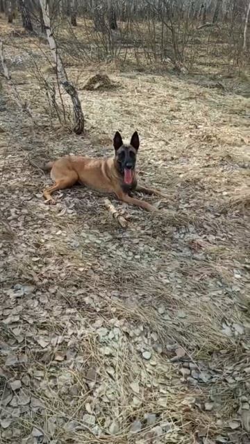 Кемми, Палка и Ёлки #Shorts смотреть онлайн