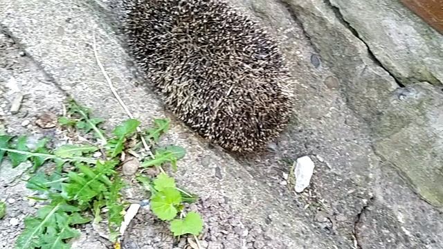 ЙожЫк смотреть онлайн