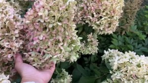 Гортензия Quick Fire Fab® НОВИНКА 2023г. Обзор по гортензиям н?