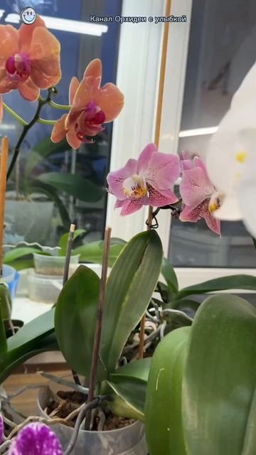 Зимнее цветение #орхидеи #orhidee #orchid #орхидеяцветет #plants смотреть онлайн