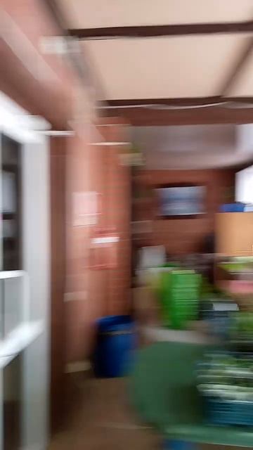 Антирринум ампельный уже пытается зацвести 🌺🌺🌺🌺 смотреть онлайн