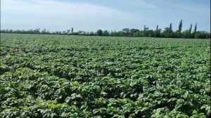 DokaGene. Коммерческая посадка  картофеля сорта  Фламинго в КФХ Юзефов, Ростовская обл.