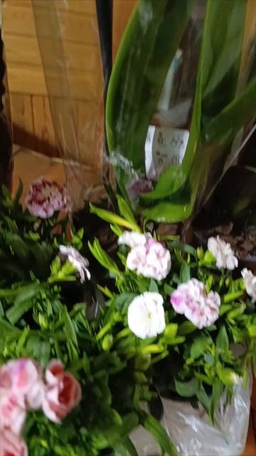 новая поставка #каланхоэ #филодендрон #атом #меланохри смотреть онлайн