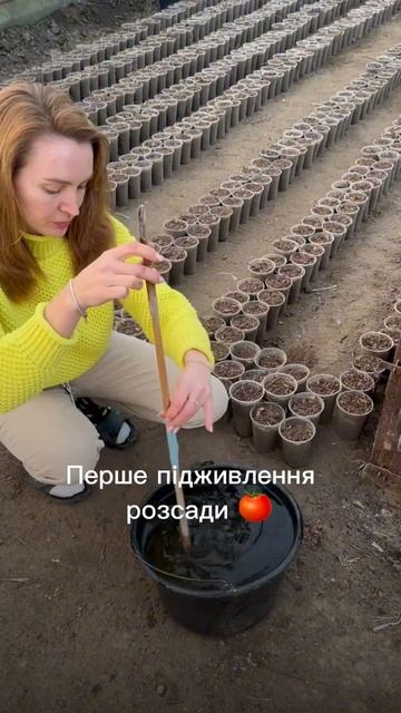 🤪#томаты #розсада #теплица #теплиці #теплицаурожай смотреть онлайн
