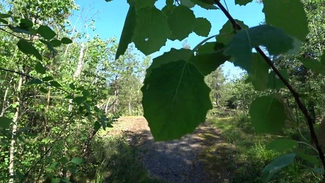 Из Соколинского в Выборг. Одиночная прогулка.