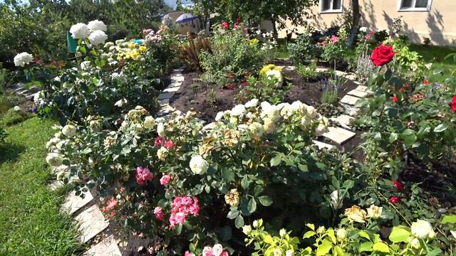 Розы отцветают, обрезка роз после цветения смотреть онлайн