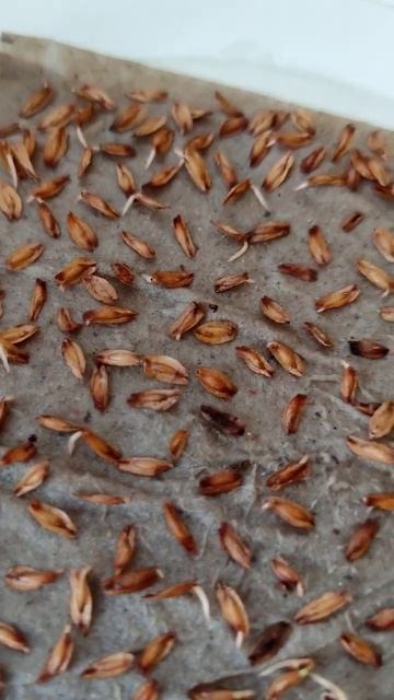 Туя дала корешки, можно высаживать в ёмкость с грунтом смотреть онлайн