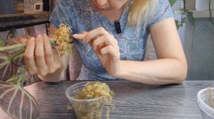 Реанимация подгнившей алоказии