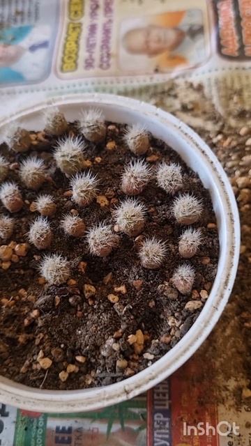 Пересадка сеянцев 🌵. смотреть онлайн