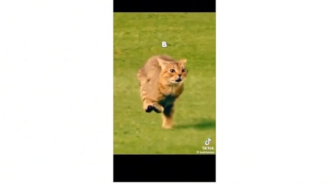 Реакция на квадробику !😱|едят корм и нападают на люде? смотреть онлайн