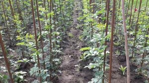 Штамбы подростки на прищипку и окулировку Краснодарский край май 2025