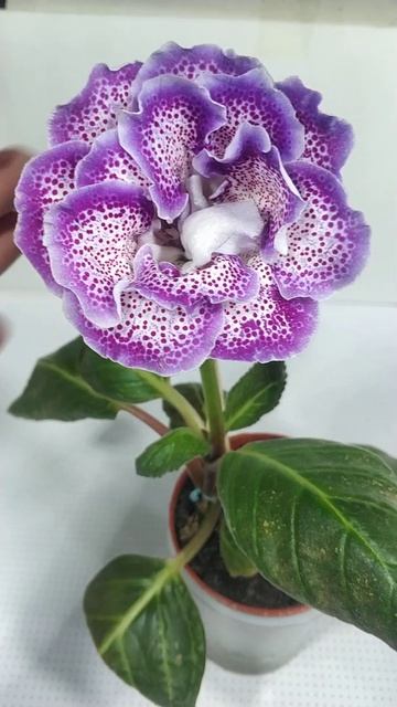 Глоксиния"Аметистовый снег" смотреть онлайн