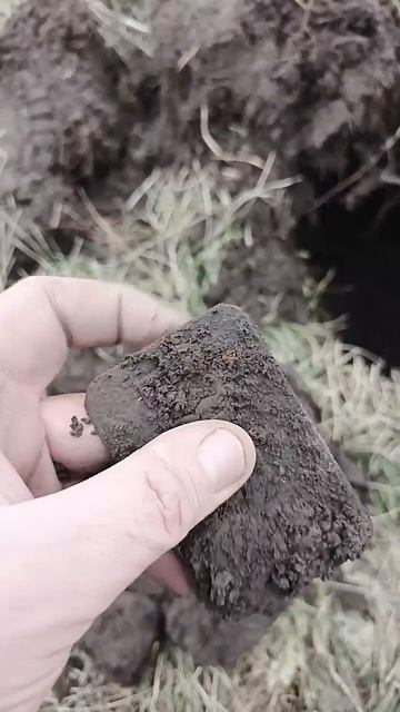 Пряга #metaldetecting #поисксметаллоискателем #metaldetector #метал смотреть онлайн