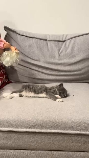 А у вас есть миленький котик? 😍#котики #онсказал #живо? смотреть онлайн