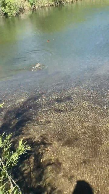 #голавль #рыбалка 2024г. лето #fishing