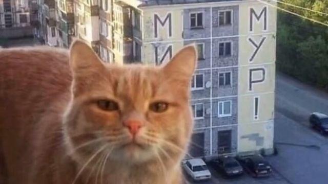 ЗоХа - как собака (кавер)