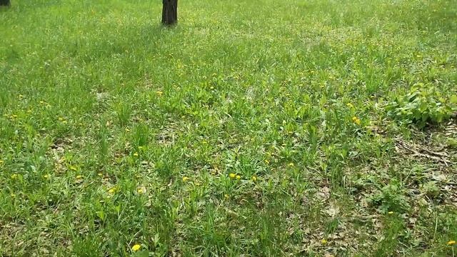 Собираю одуванчики на варенье из одуванчиков. 28 апрел? смотреть онлайн