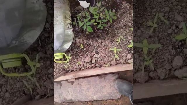 ну что вам расказать пр огород смотреть онлайн