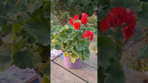 ЮГ Айседора Дункан