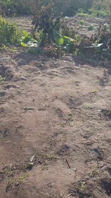 27.09.2024г....Убираю замерзшие цветочки, выкапываю георгин смотреть онлайн