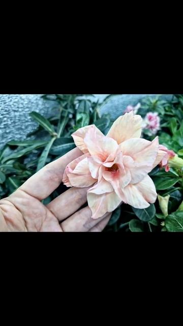 Адениумы на стеллаже 9 10 24 #еленагридина #репетитордля? смотреть онлайн