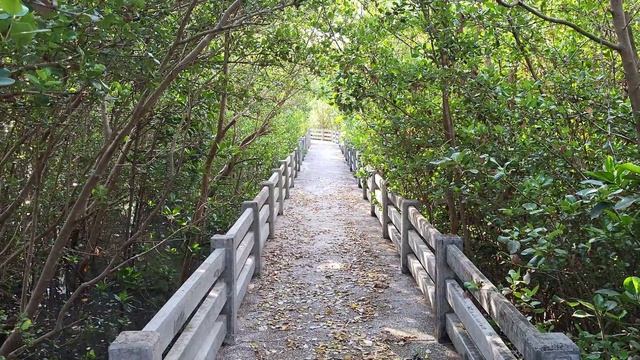 Таиланд. Мангровый парк в районе Такиаб, Хуахин смотреть онлайн