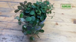 Пеперомия Пепперспот. Обзор сорта. Ампельное неприхот