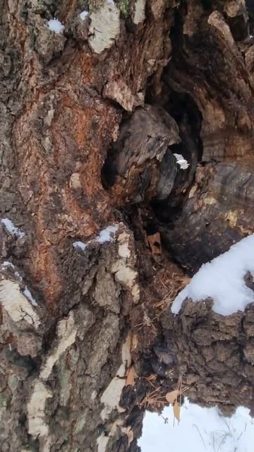 Березовый кап. смотреть онлайн