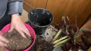 Уход, пересадка, размножение Ктенанты. Ктенанта на фит