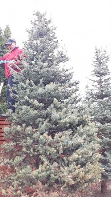 что сжигает хвою у туй и ели #садиогород #елка #казань смотреть онлайн