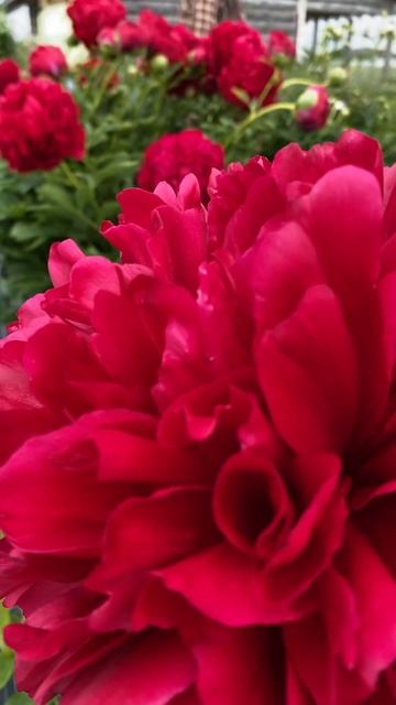 Пион Red Grace #пионредгрейс #пионredgrace #paeoniaredgrace смотреть онлайн