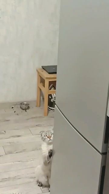котёнок точит когти о холодильник (хотя у него есть ко? смотреть онлайн