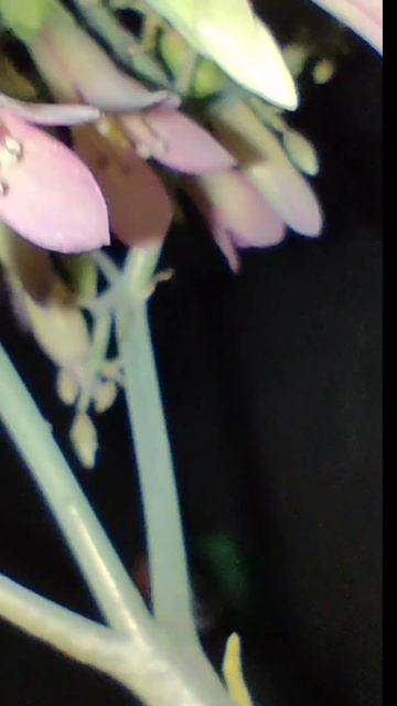 ВИДЕЛИ ??? КАК ЦВЕТËТ КОМНАТНОЕ РАСТЕНИЕ -КАЛАНХОЭ ??? #s смотреть онлайн